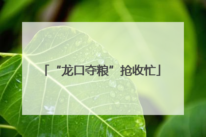 “龙口夺粮”抢收忙
