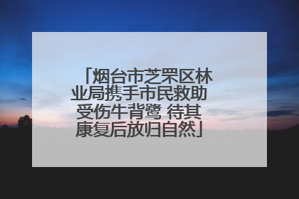 烟台市芝罘区林业局携手市民救助受伤牛背鹭 待其康复后放归自然