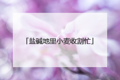 盐碱地里小麦收割忙