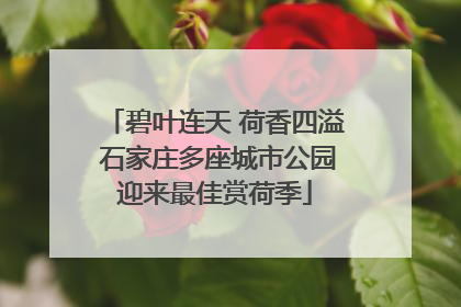 碧叶连天 荷香四溢 石家庄多座城市公园迎来最佳赏荷季