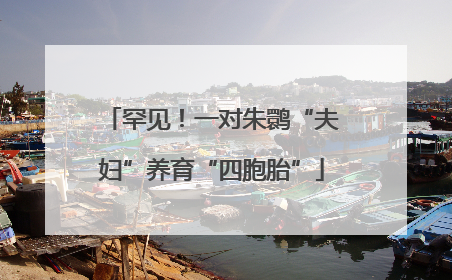 罕见！一对朱鹮“夫妇”养育“四胞胎”