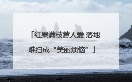 红果满枝惹人爱 落地难扫成“美丽烦恼”
