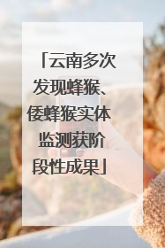 云南多次发现蜂猴、倭蜂猴实体 监测获阶段性成果