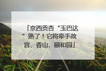 京西贡杏“玉巴达”熟了！它将牵手故宫、香山、颐和园