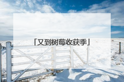又到树莓收获季