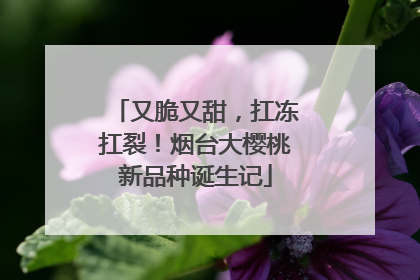 又脆又甜，扛冻扛裂！烟台大樱桃新品种诞生记