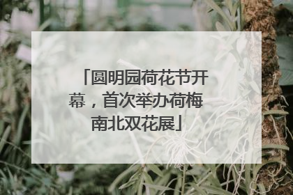 圆明园荷花节开幕，首次举办荷梅南北双花展