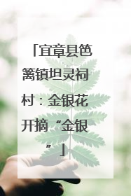 宜章县笆篱镇坦灵祠村：金银花开摘“金银”