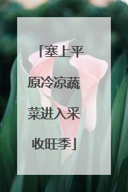 塞上平原冷凉蔬菜进入采收旺季