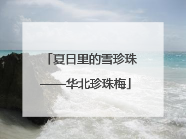 夏日里的雪珍珠——华北珍珠梅