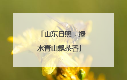 山东日照：绿水青山飘茶香