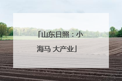 山东日照：小海马 大产业