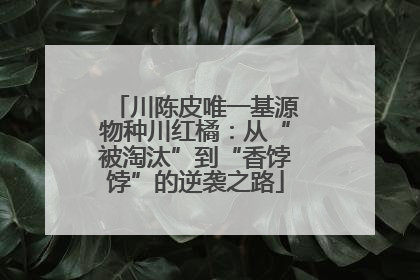 川陈皮唯一基源物种川红橘：从“被淘汰”到“香饽饽”的逆袭之路