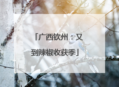 广西钦州：又到辣椒收获季