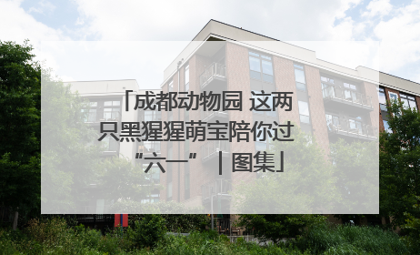 成都动物园 这两只黑猩猩萌宝陪你过“六一”｜图集