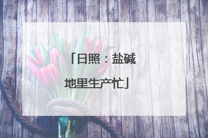 日照：盐碱地里生产忙