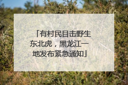 有村民目击野生东北虎，黑龙江一地发布紧急通知