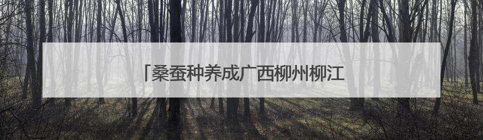 桑蚕种养成广西柳州柳江区民众增收致富特色产业