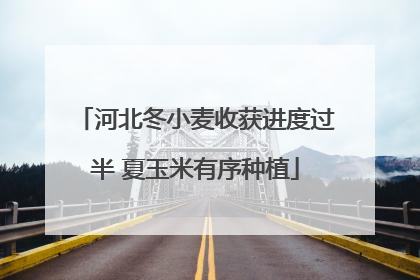 河北冬小麦收获进度过半 夏玉米有序种植