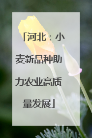 河北：小麦新品种助力农业高质量发展