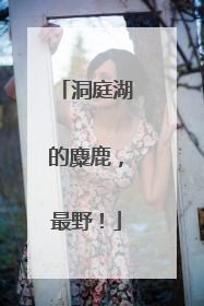 洞庭湖的麋鹿，最野！