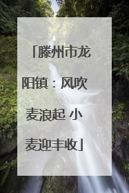 滕州市龙阳镇：风吹麦浪起 小麦迎丰收
