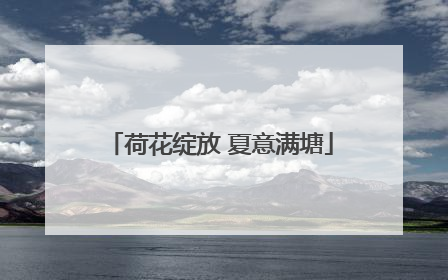 荷花绽放 夏意满塘