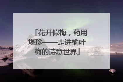 花开似梅，药用堪珍——走进榆叶梅的诗意世界