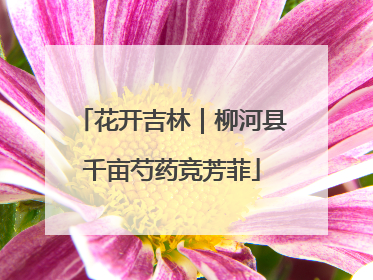 花开吉林｜柳河县千亩芍药竞芳菲