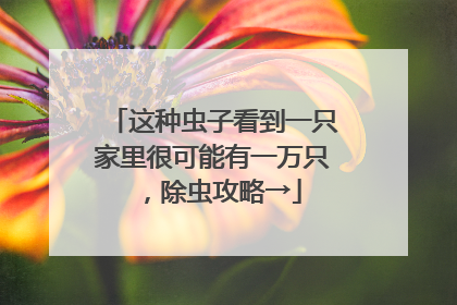 这种虫子看到一只家里很可能有一万只，除虫攻略→