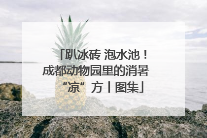 趴冰砖 泡水池！成都动物园里的消暑“凉”方丨图集