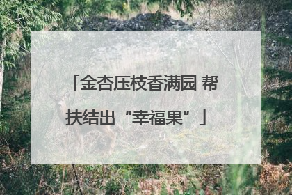 金杏压枝香满园 帮扶结出“幸福果”