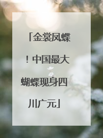 金裳凤蝶！中国最大蝴蝶现身四川广元